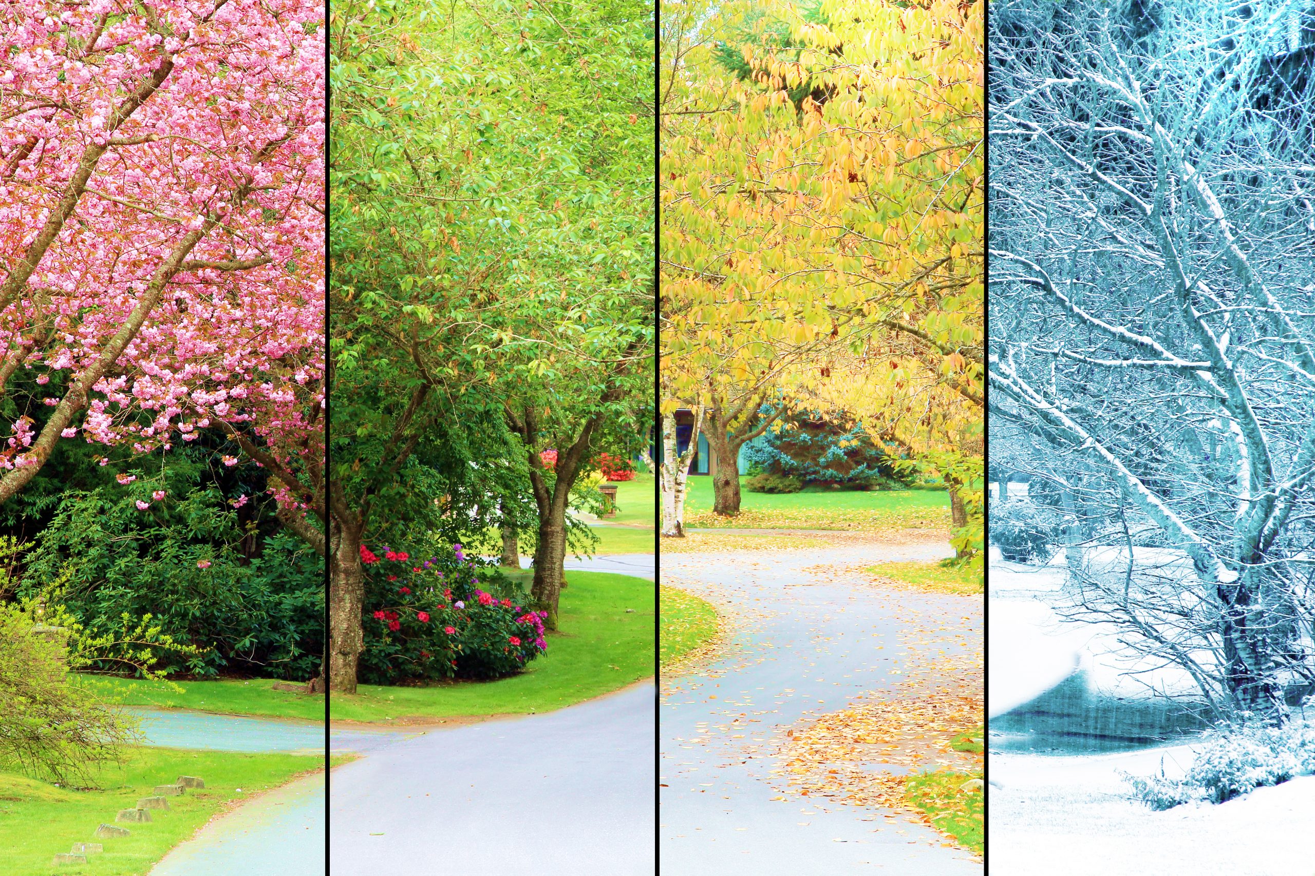 A,Tree,Lined,Street,,Photographed,In,All,Four,Seasons,From